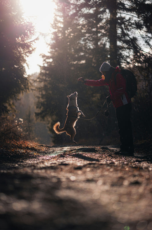 The Love Hormone: How Playing with a Dog Boosts Oxytocin and Enhances Daily Life