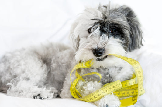 How to Measure Your Dog for the Perfect-Fit Accessories