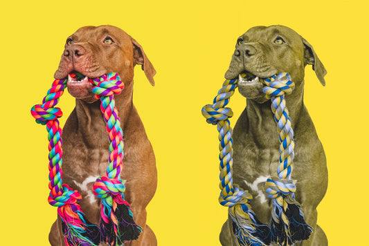 How Dogs See the World: A Fascinating Look Through Their Eyes