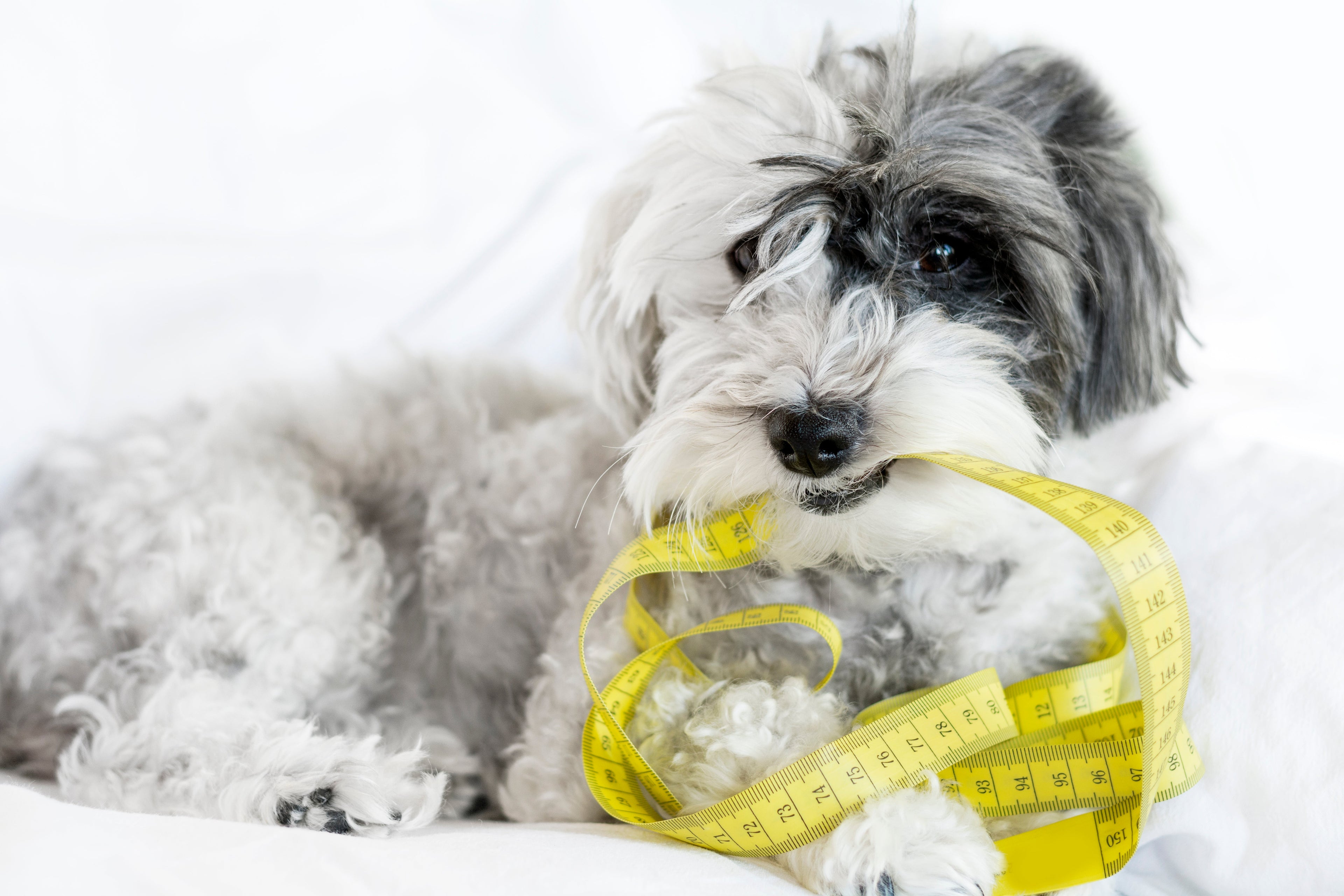 How to Measure Your Dog for the Perfect-Fit Accessories