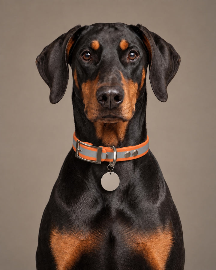 Collar MONO, Reflective-Orange / Silver, kutyán