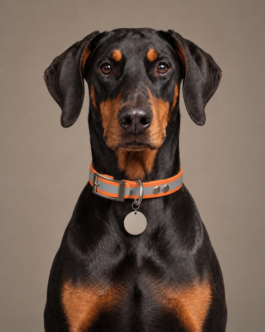 Collar MONO, Reflective-Orange / Silver, kutyán