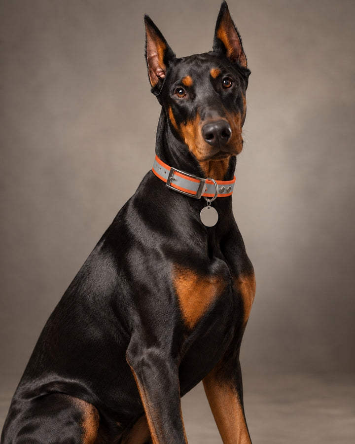Collar MONO, Reflective-Orange / Silver, kutyán