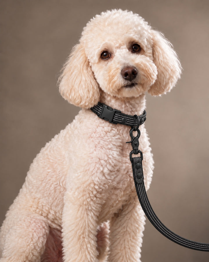 Leash BASIC, Black / Black, kutyán