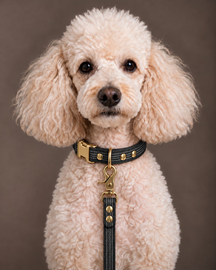 Leash BASIC, Black / Brass, kutyán