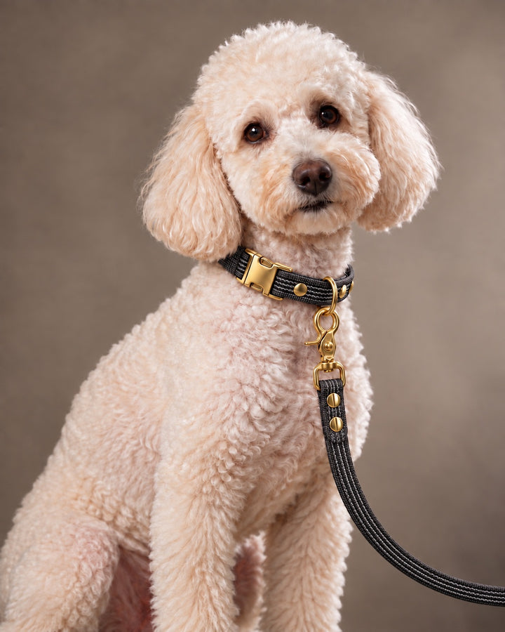 Leash BASIC, Black / Brass, kutyán