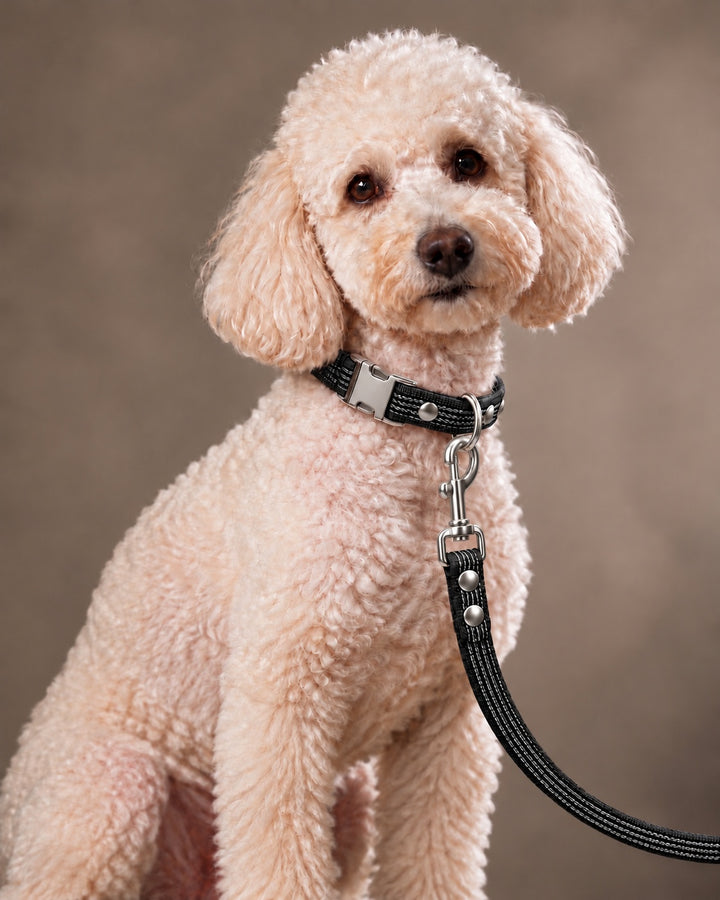 Leash BASIC, Black / Silver, kutyán