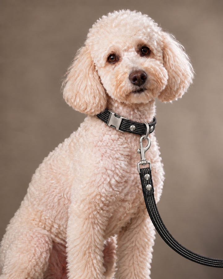 Leash BASIC, Black / Stainless Steel, kutyán
