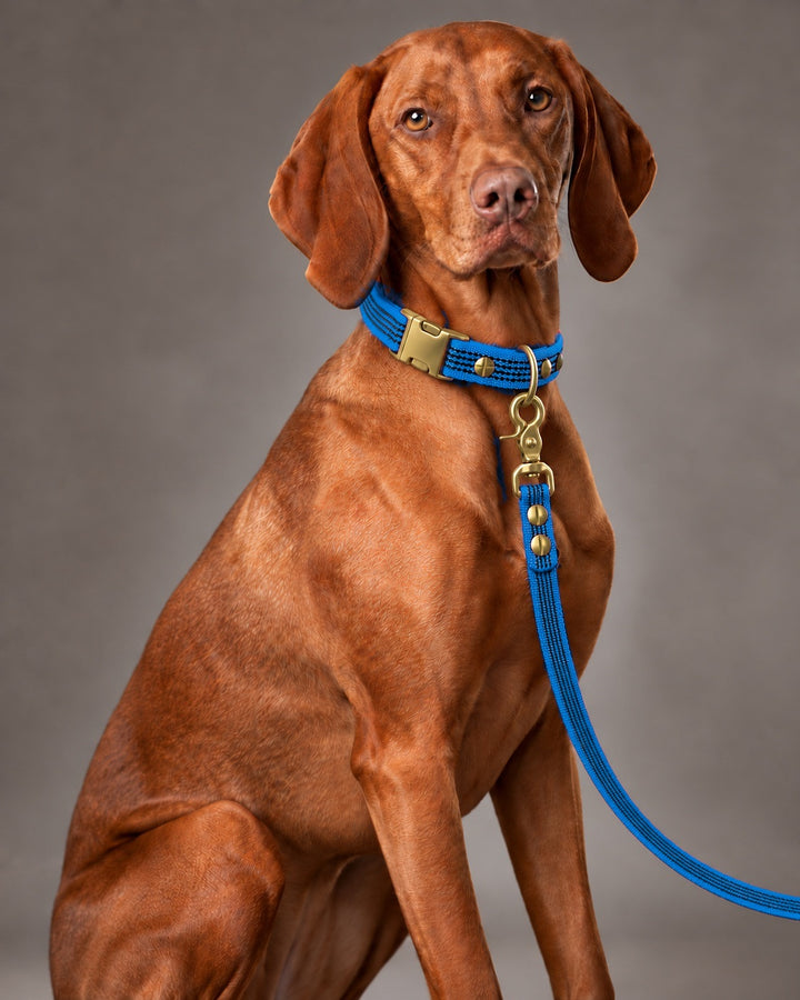 Leash BASIC, Blue / Brass, kutyán