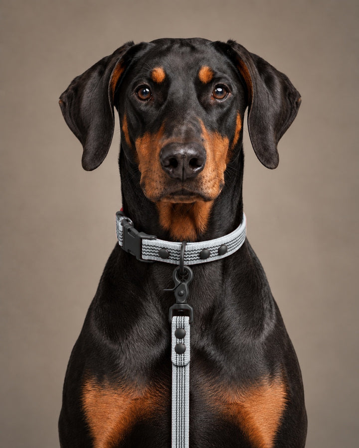 Leash BASIC, Gray / Black, kutyán