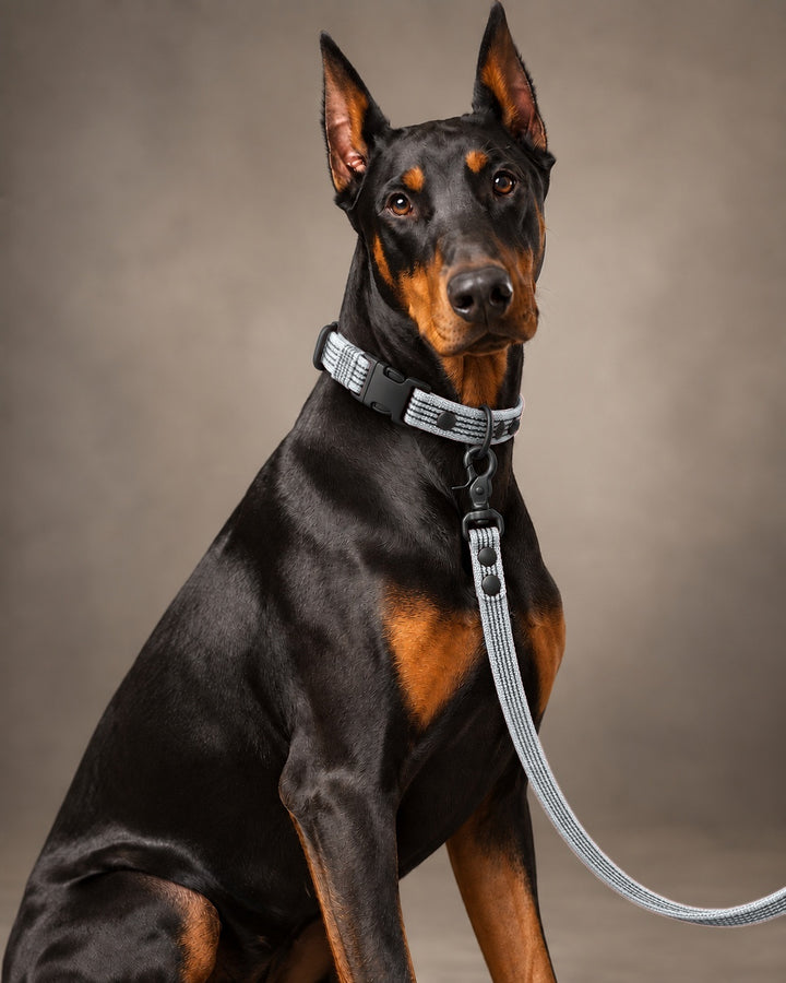 Leash BASIC, Gray / Black, kutyán