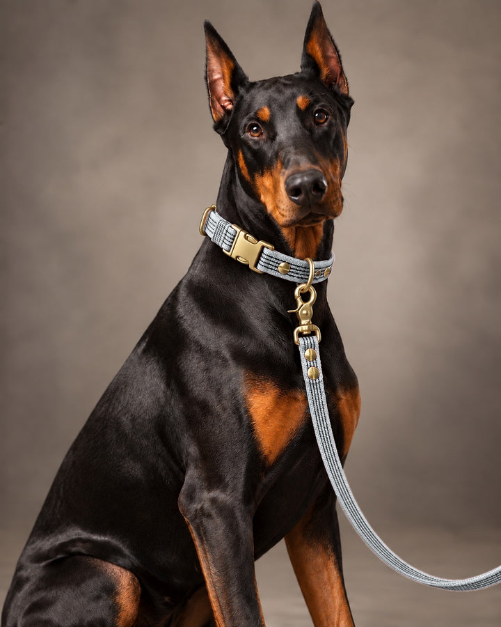 Leash BASIC, Gray / Brass, kutyán