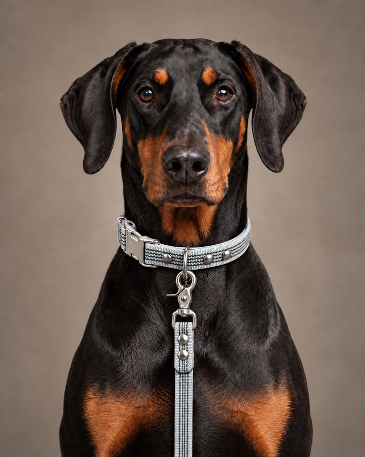 Leash BASIC, Gray / Silver, kutyán