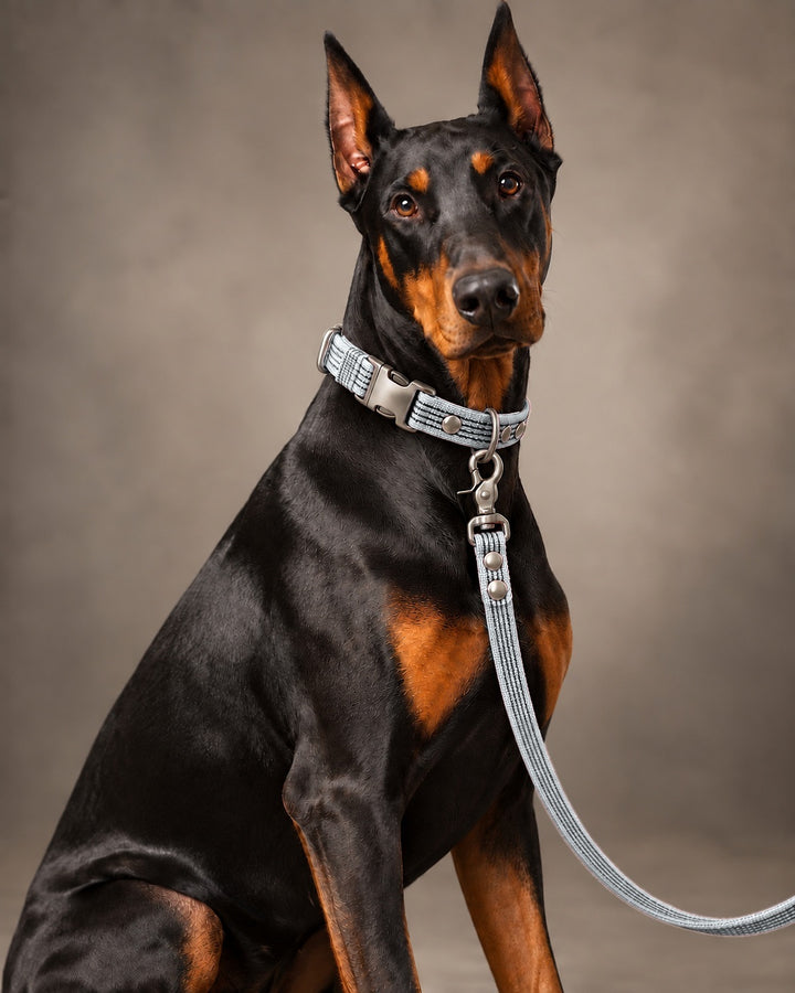 Leash BASIC, Gray / Silver, kutyán