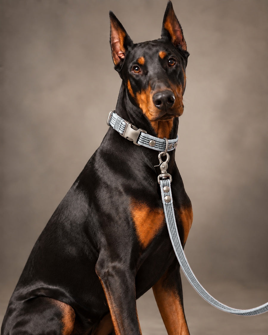 Leash BASIC, Gray / Silver, kutyán