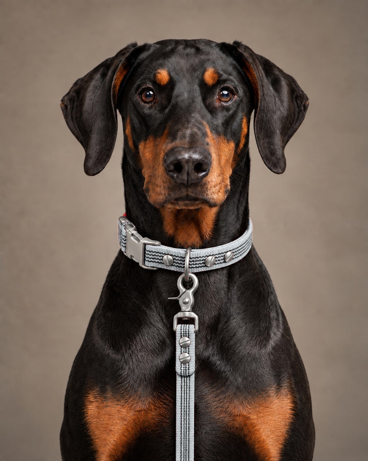 Leash BASIC, Gray / Stainless Steel, kutyán