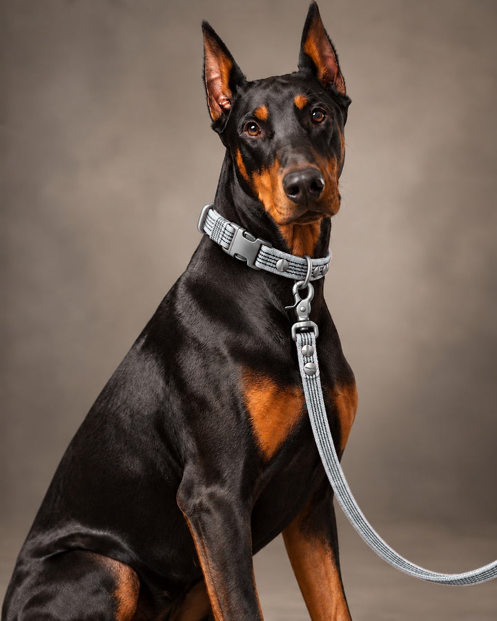 Leash BASIC, Gray / Stainless Steel, kutyán