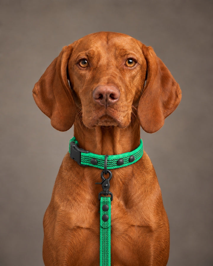 Leash BASIC, Green / Black, kutyán