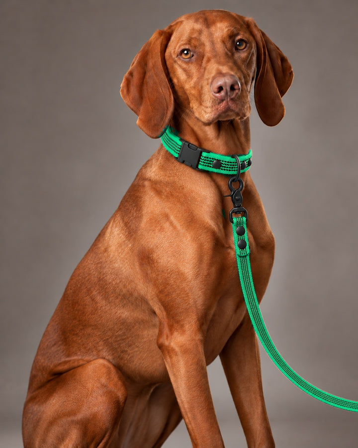 Leash BASIC, Green / Black, kutyán