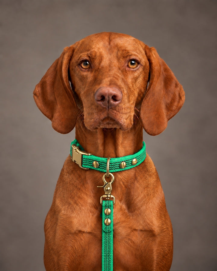 Leash BASIC, Green / Brass, kutyán