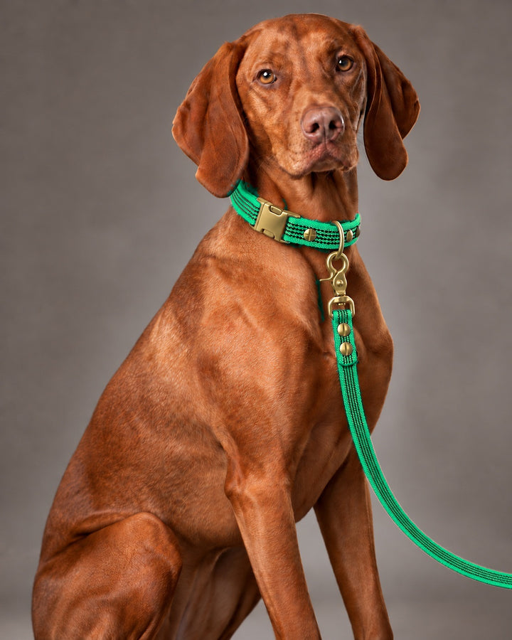Leash BASIC, Green / Brass, kutyán