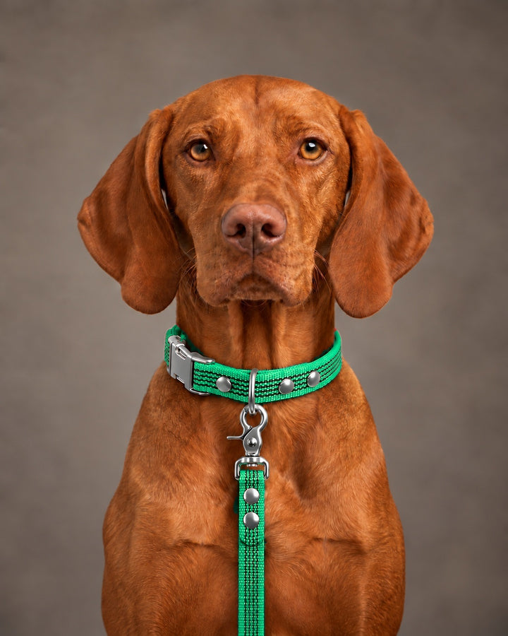 Leash BASIC, Green / Silver, kutyán