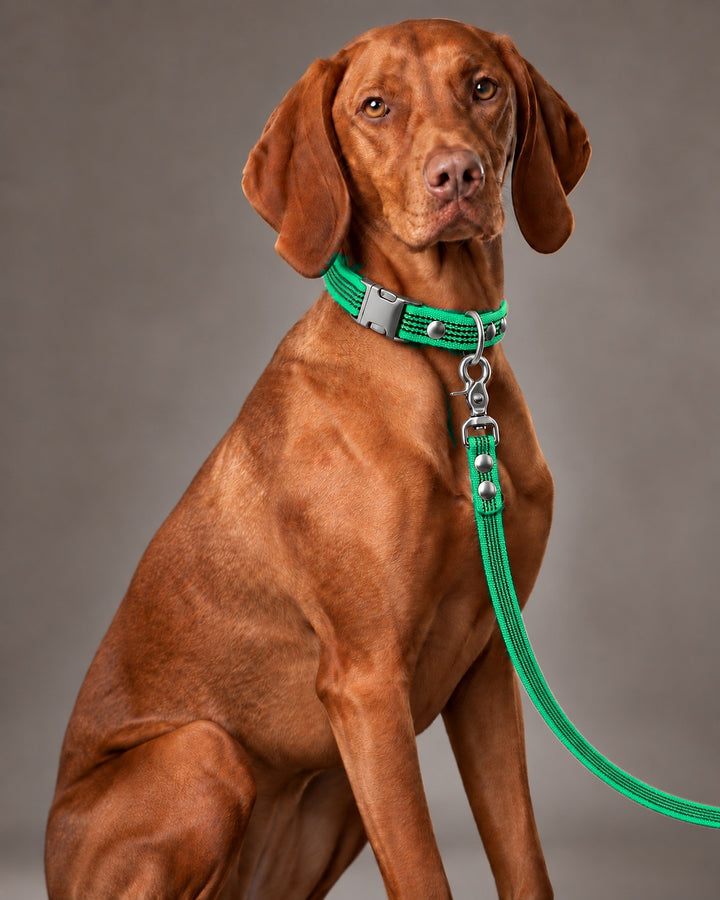 Leash BASIC, Green / Silver, kutyán