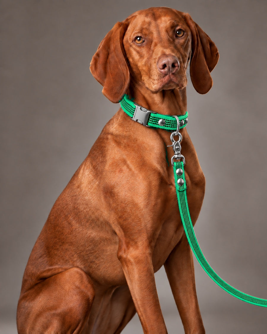 Leash BASIC, Green / Silver, kutyán