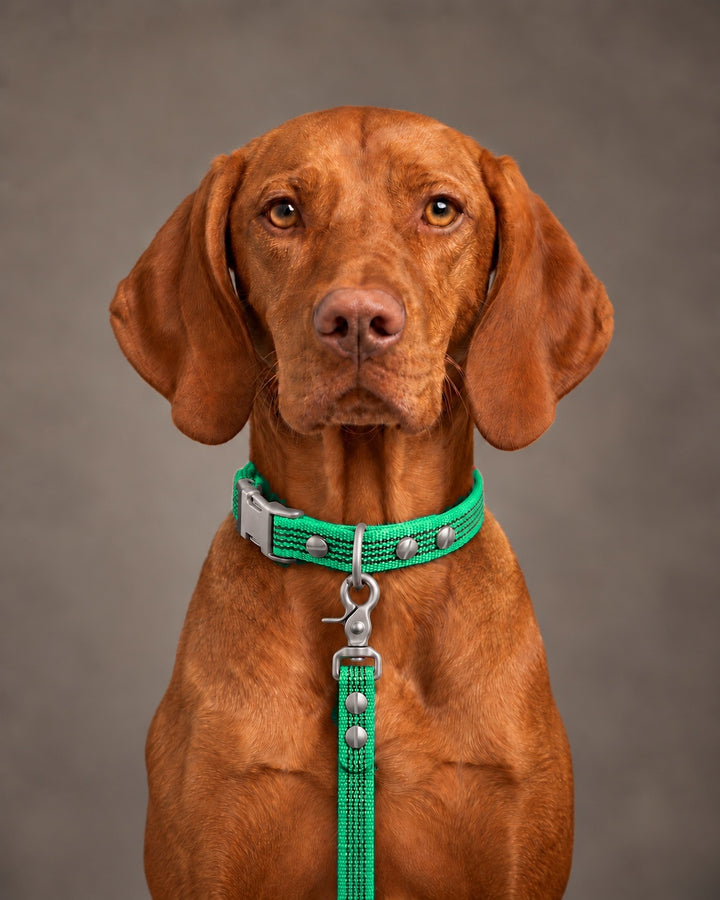 Leash BASIC, Green / Stainless Steel, kutyán