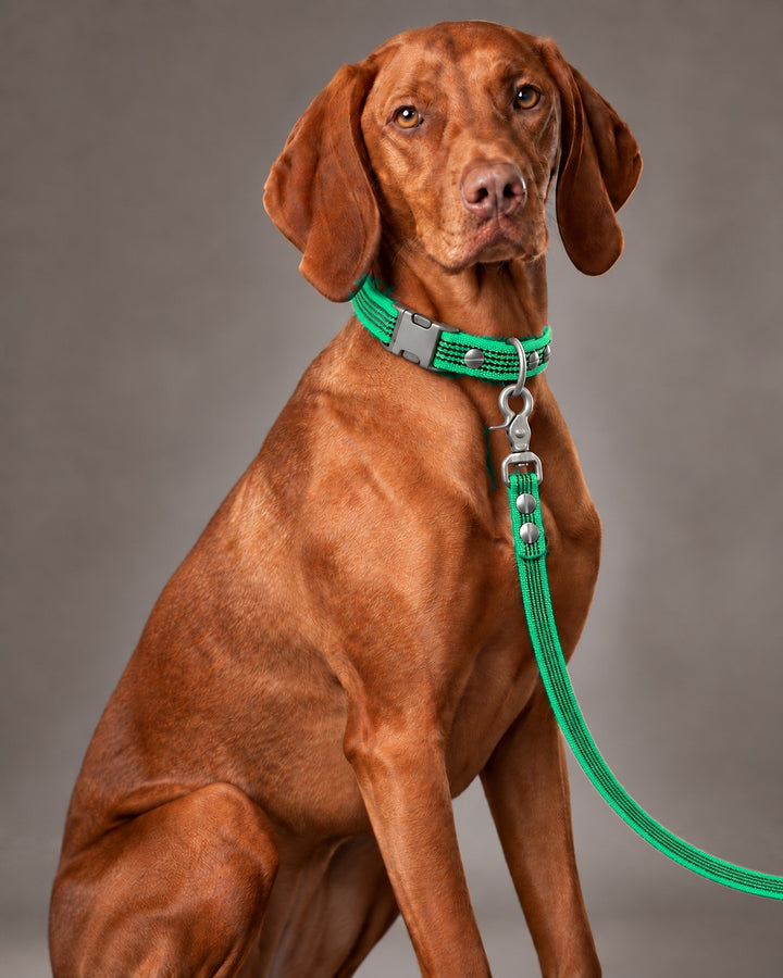 Leash BASIC, Green / Stainless Steel, kutyán