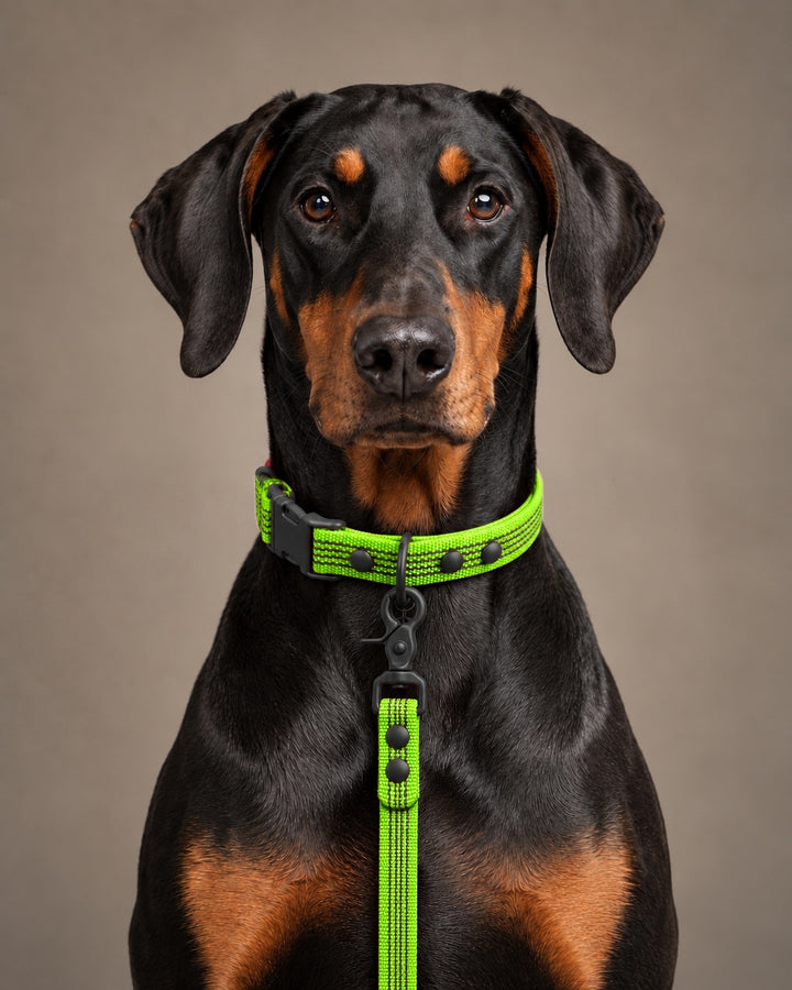 Leash BASIC, Lime / Black, kutyán