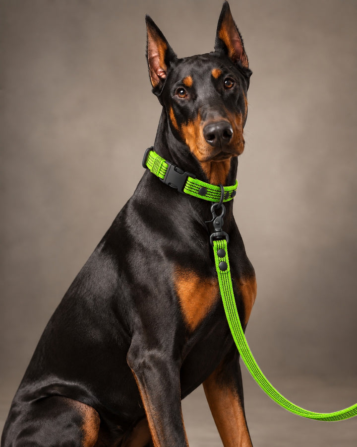 Leash BASIC, Lime / Black, kutyán