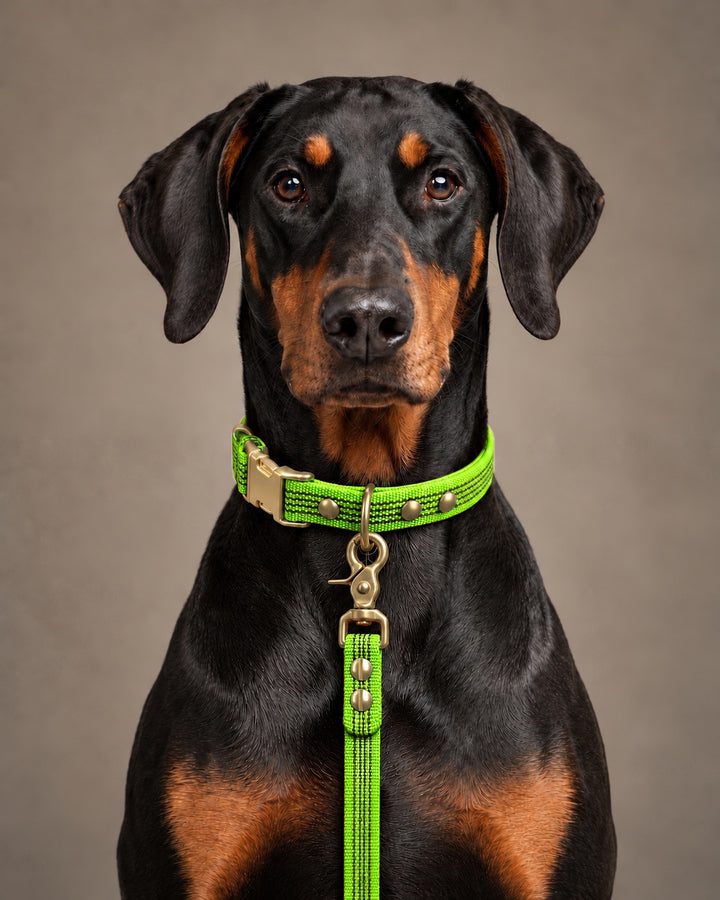 Leash BASIC, Lime / Brass, kutyán