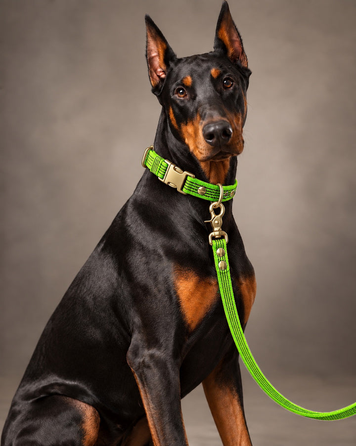Leash BASIC, Lime / Brass, kutyán