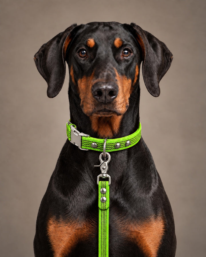 Leash BASIC, Lime / Silver, kutyán