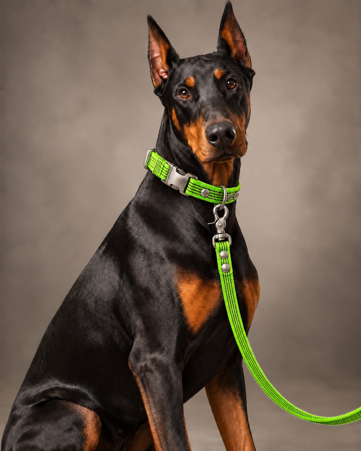 Leash BASIC, Lime / Silver, kutyán