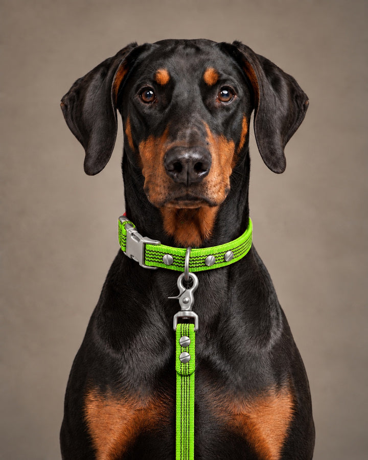Leash BASIC, Lime / Stainless Steel, kutyán
