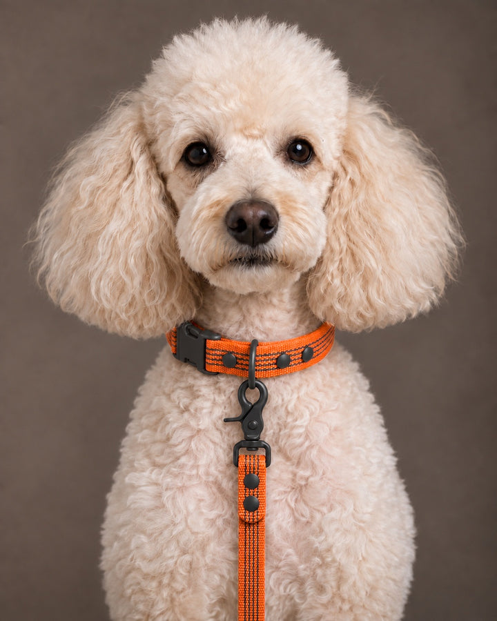 Leash BASIC, Orange / Black, kutyán