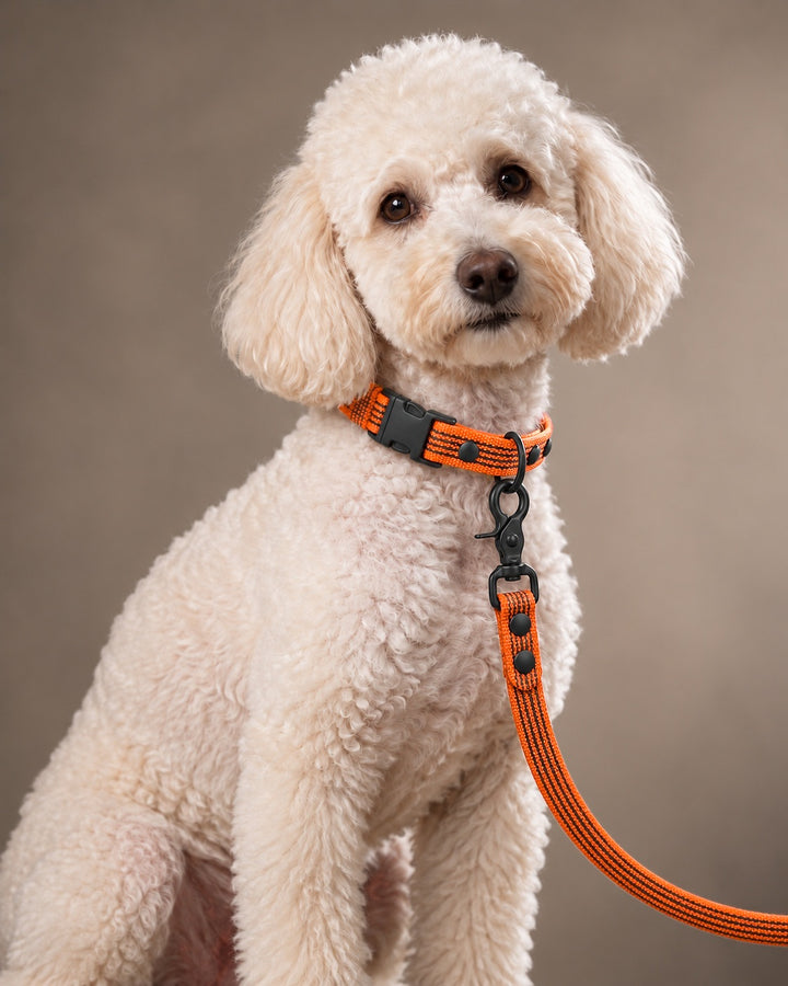 Leash BASIC, Orange / Black, kutyán
