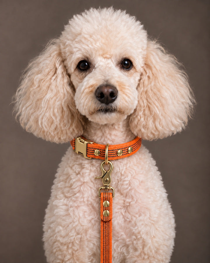 Leash BASIC, Orange / Brass, kutyán