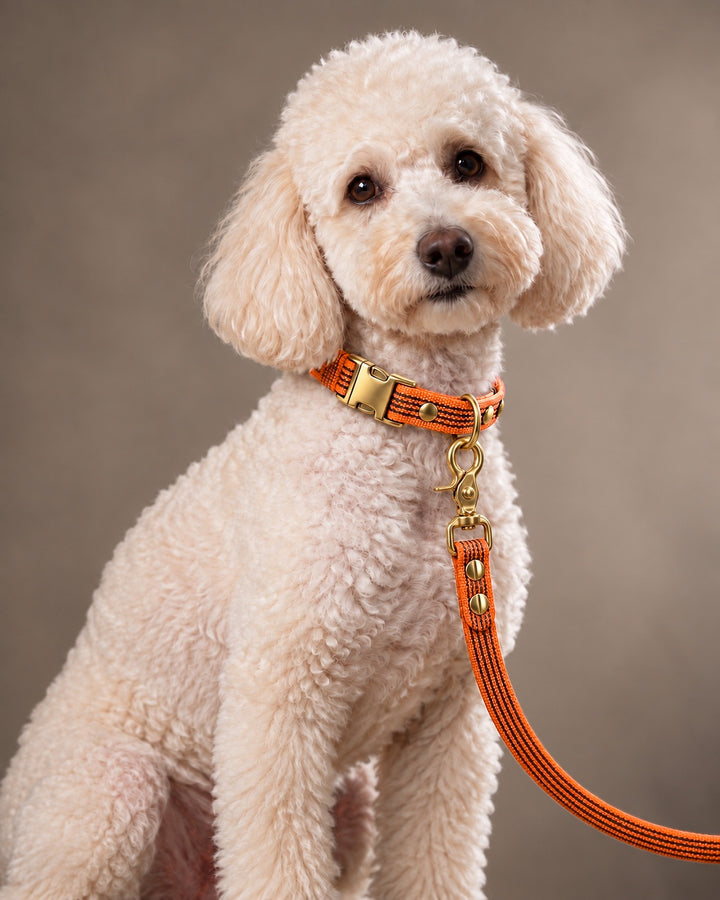 Leash BASIC, Orange / Brass, kutyán