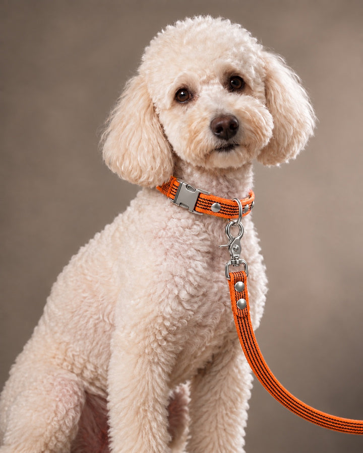 Leash BASIC, Orange / Silver, kutyán