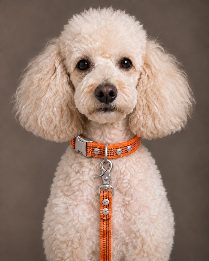 Leash BASIC, Orange / Stainless Steel, kutyán
