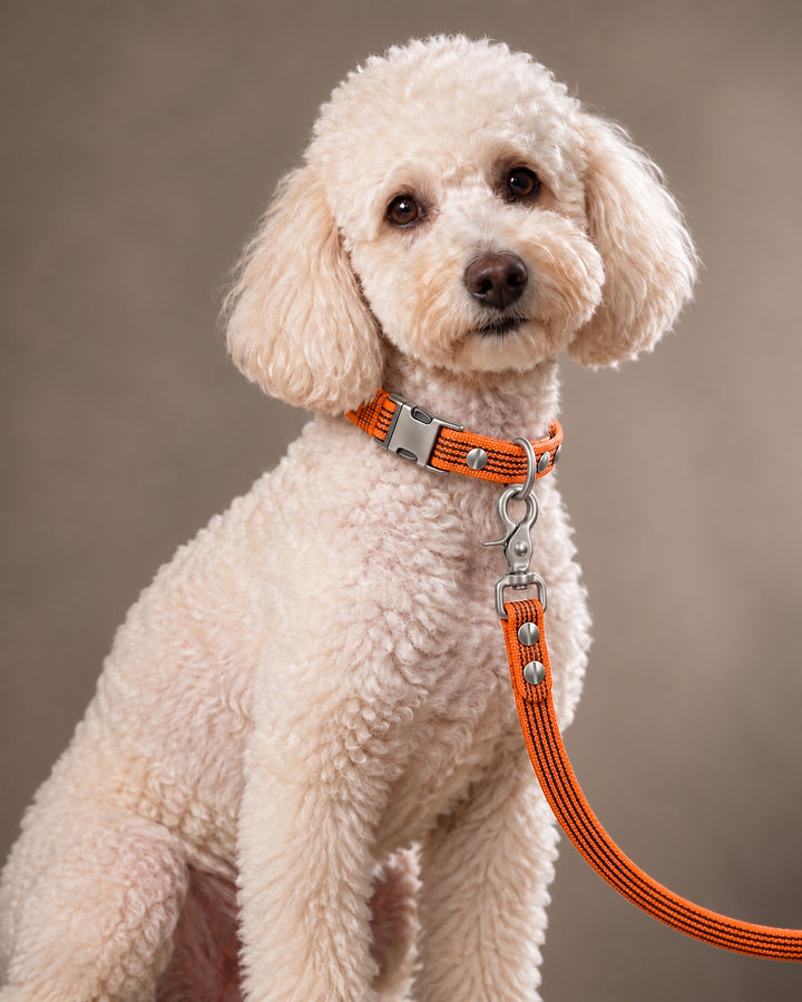 Leash BASIC, Orange / Stainless Steel, kutyán
