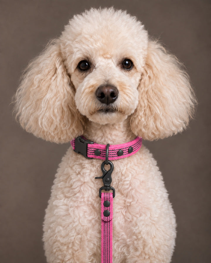 Leash BASIC, Pink / Black, kutyán