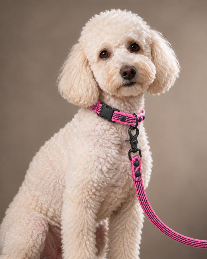 Leash BASIC, Pink / Black, kutyán