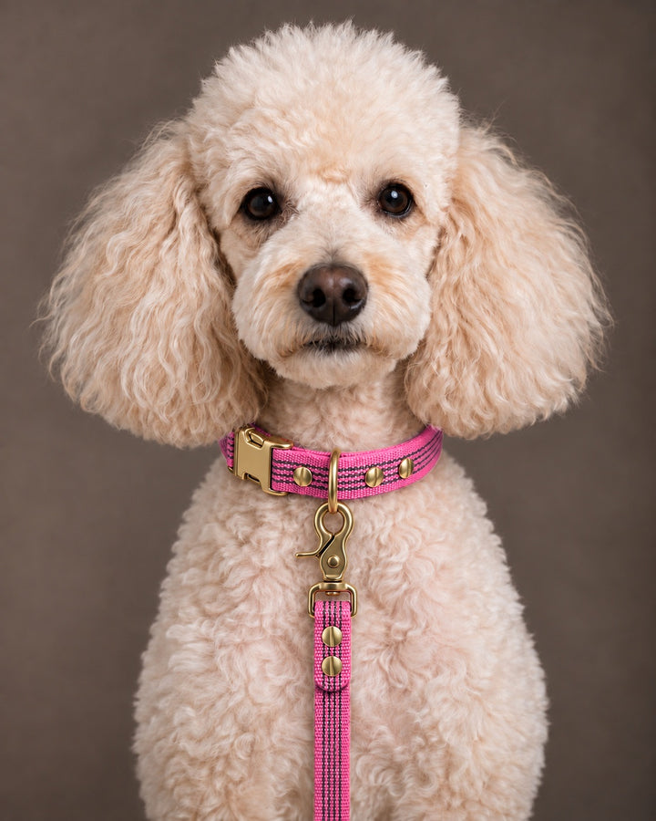 Leash BASIC, Pink / Brass, kutyán