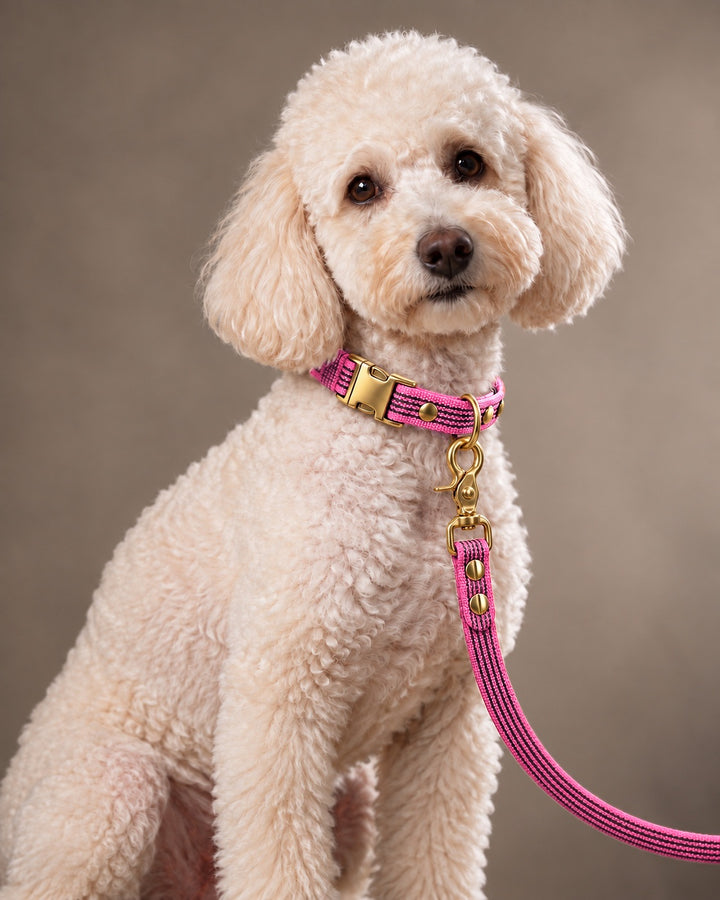 Leash BASIC, Pink / Brass, kutyán