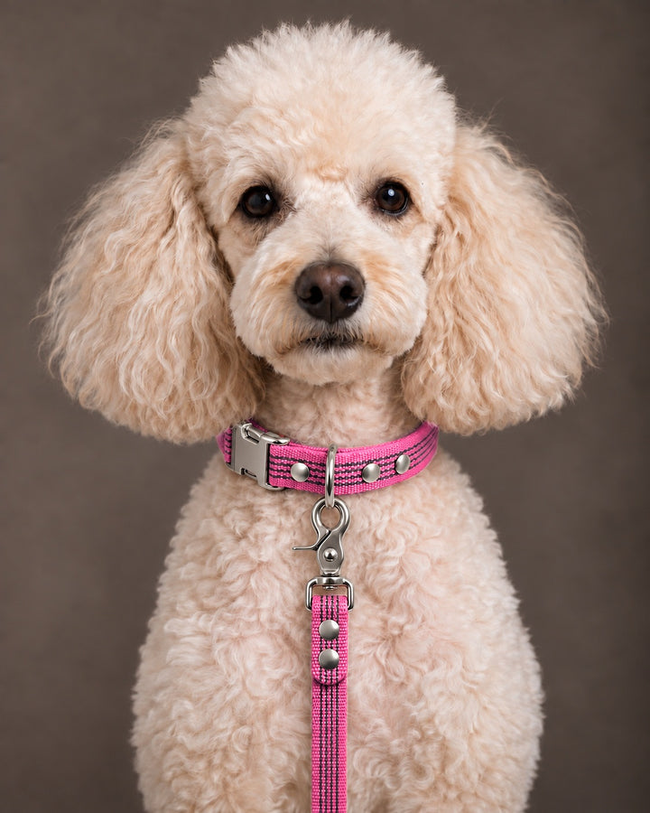 Leash BASIC, Pink / Silver, kutyán
