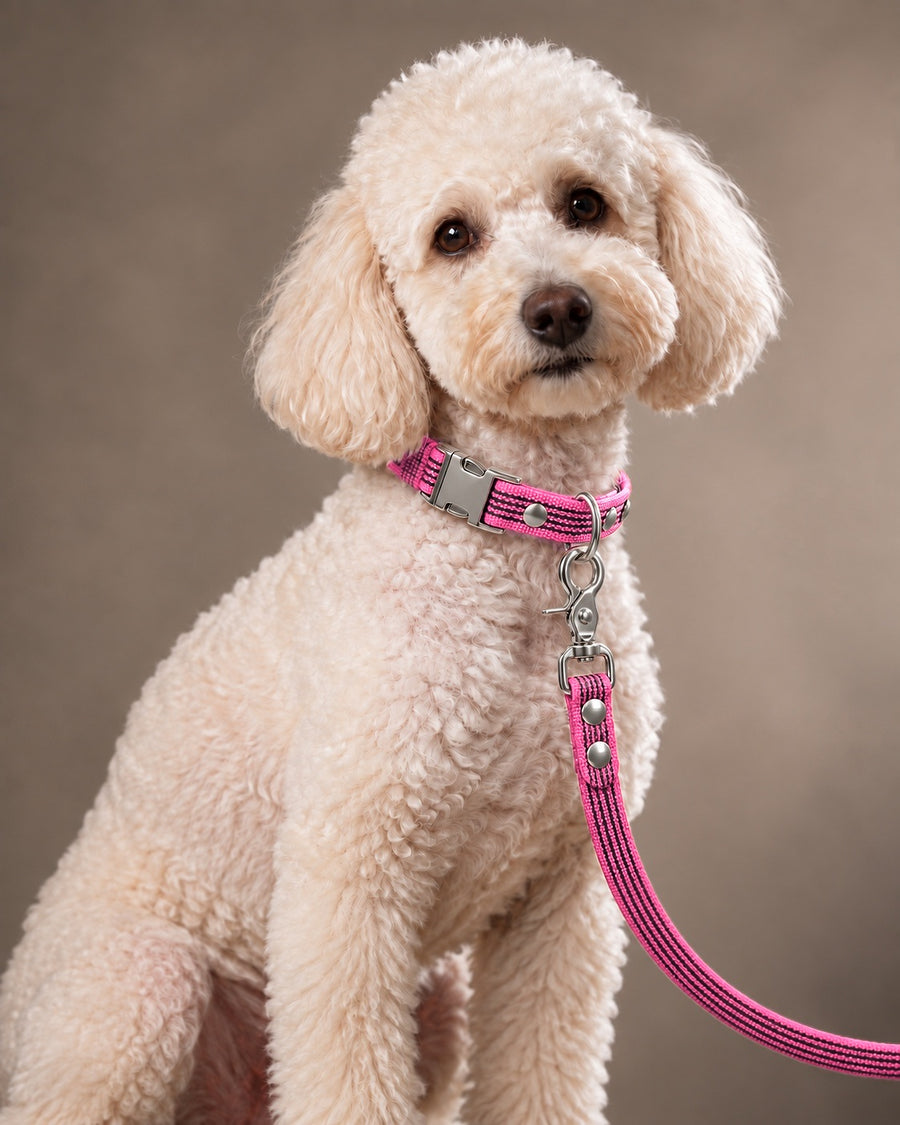 Leash BASIC, Pink / Silver, kutyán